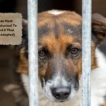 8 Dog Breeds Most Frequently Returned To Shelters (And 6 That Are Quickly Adopted)