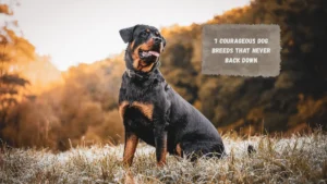 7 Bravest Dog Breeds In The World