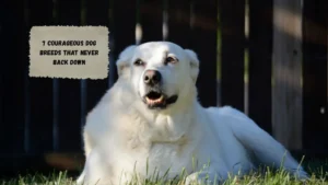 7 Protective Dog Breeds That Guard Without The Growl