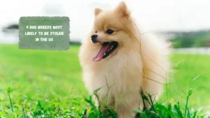 9 Dog Breeds Most Likely to Be Stolen in the US