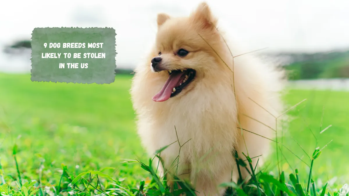 9 Dog Breeds Most Likely to Be Stolen in the US