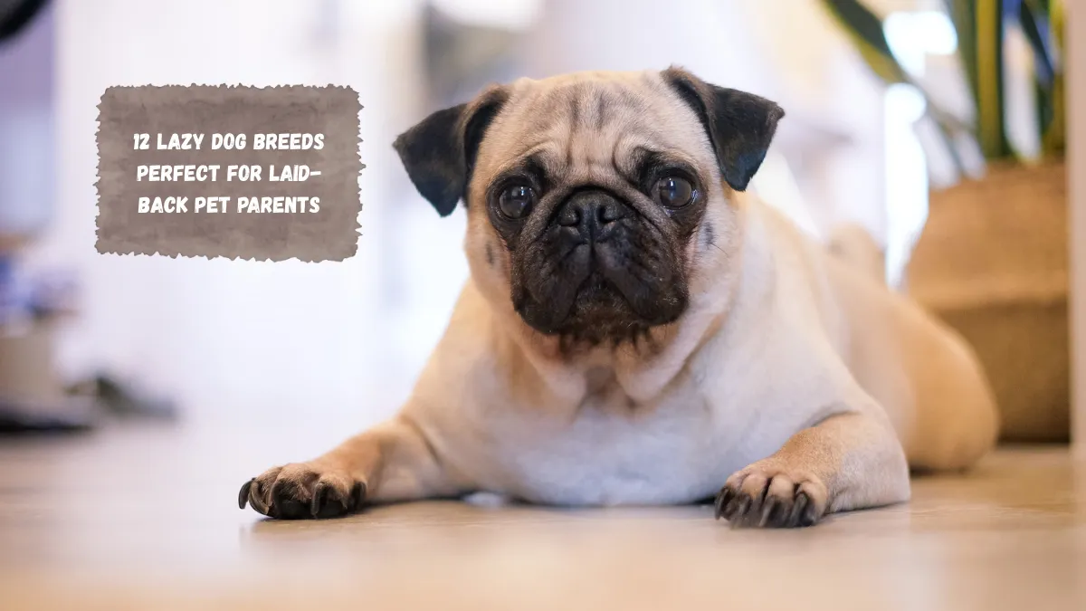 12 Lazy Dog Breeds Perfect for Laid-Back Pet Parents