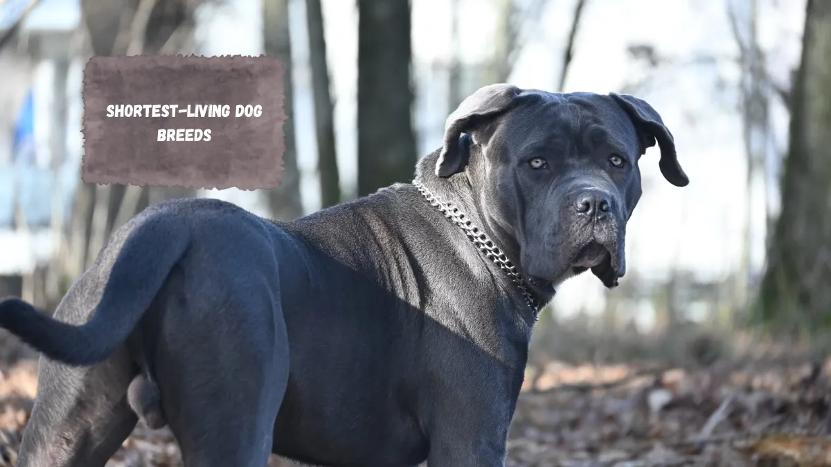 Shortest-living dog breeds
