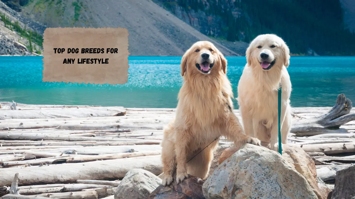 Top Dog Breeds for Any Lifestyle