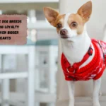 7 Little Dog Breeds With Big Loyalty and Even Bigger Hearts
