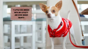 7 Little Dog Breeds With Big Loyalty and Even Bigger Hearts