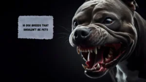 10 Dog Breeds That Shouldn’t Be Pets