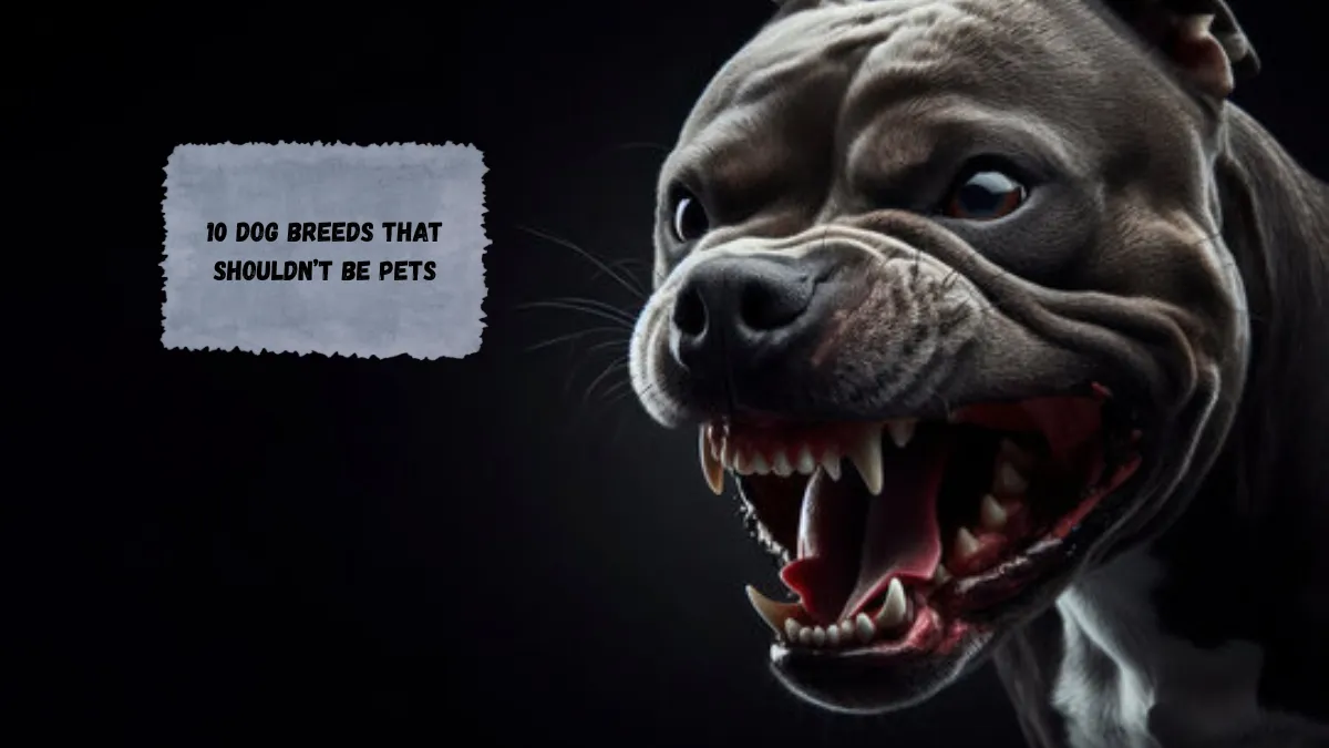 10 Dog Breeds That Shouldn’t Be Pets