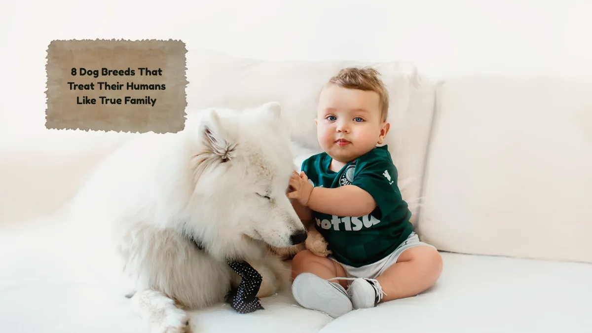 8 Dog Breeds That Treat Their Humans Like True Family