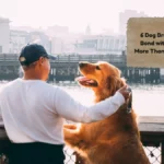 6 Dog Breeds That Bond with Humans More Than Other Dogs