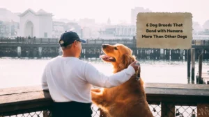 6 Dog Breeds That Bond with Humans More Than Other Dogs