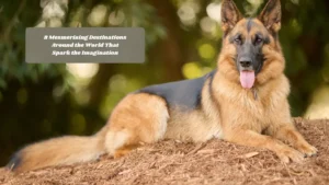 11 Fearless Dog Breeds Known for Their Courage and Loyalty