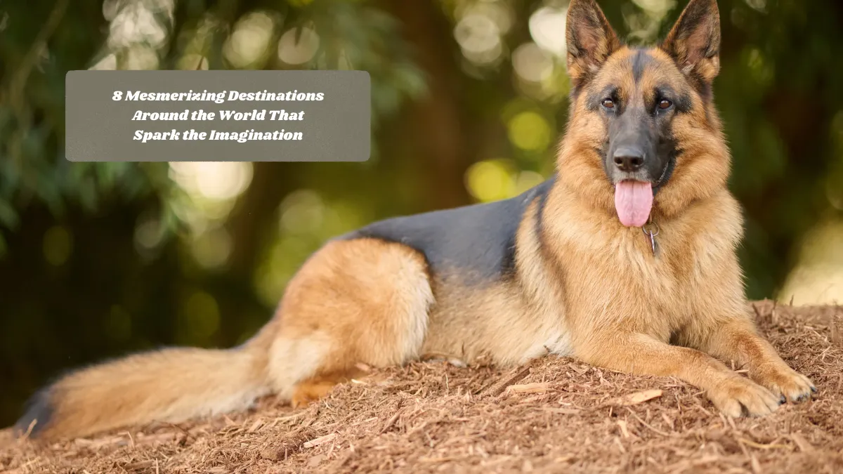 11 Fearless Dog Breeds Known for Their Courage and Loyalty