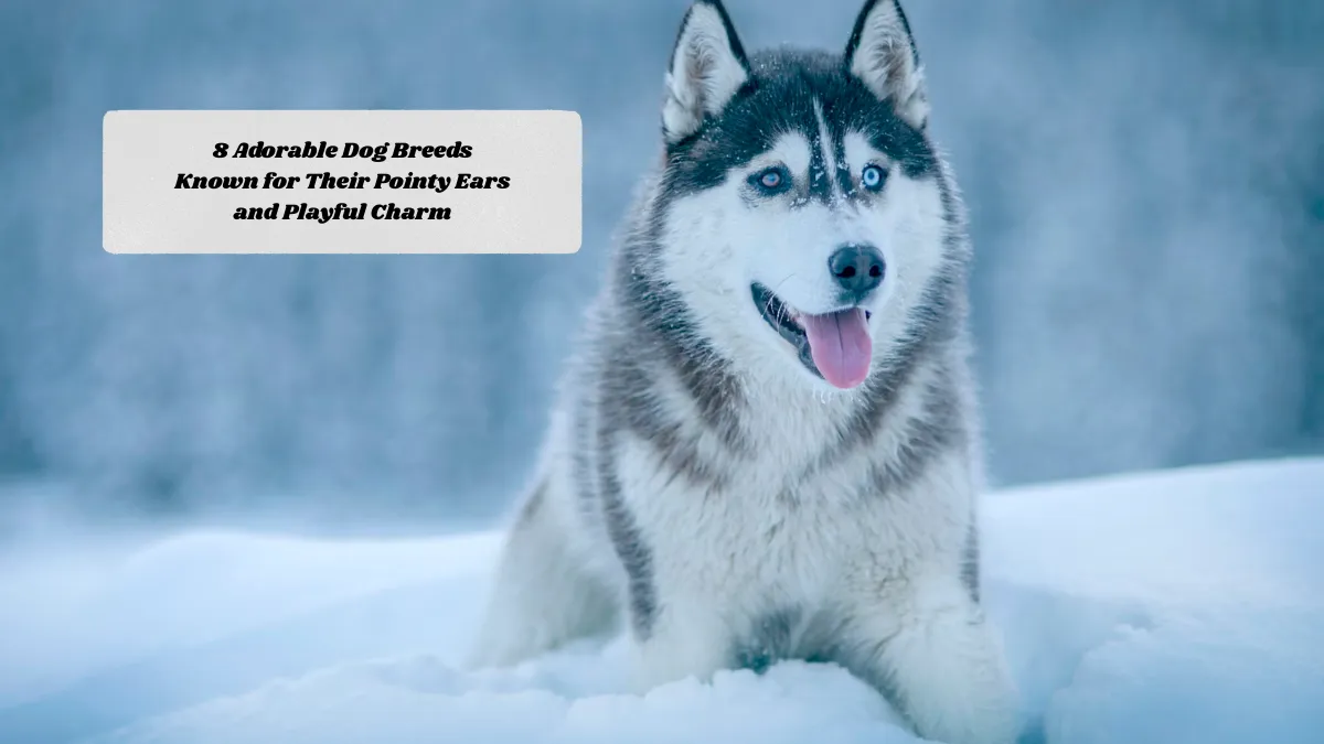 8 Adorable Dog Breeds Known for Their Pointy Ears and Playful Charm