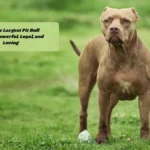 Meet the Largest Pit Bull Breeds: Powerful, Loyal, and Loving