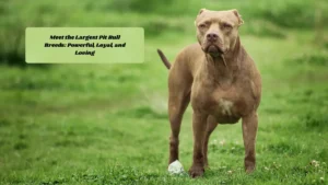 Meet the Largest Pit Bull Breeds: Powerful, Loyal, and Loving