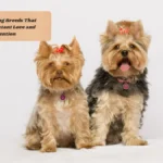 10 Small Dog Breeds That Crave Constant Love and Attention