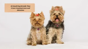 10 Small Dog Breeds That Crave Constant Love and Attention