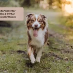 10 Dog Breeds Perfect for Busy Families & 9 That Thrive in Peaceful Homes