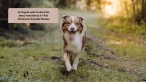 10 Dog Breeds Perfect for Busy Families & 9 That Thrive in Peaceful Homes