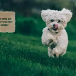 6 Easygoing Small Dog Breeds Perfect for First-Time Dog Owners