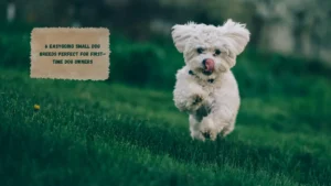 6 Easygoing Small Dog Breeds Perfect for First-Time Dog Owners