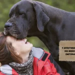 9 Affectionate and Loyal Dog Breeds Ideal for Emotional Support
