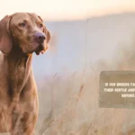 10 Dog Breeds Famous for Their Gentle and Sensitive Nature