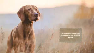 10 Dog Breeds Famous for Their Gentle and Sensitive Nature