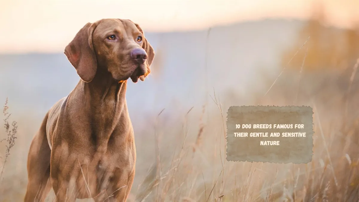 10 Dog Breeds Famous for Their Gentle and Sensitive Nature