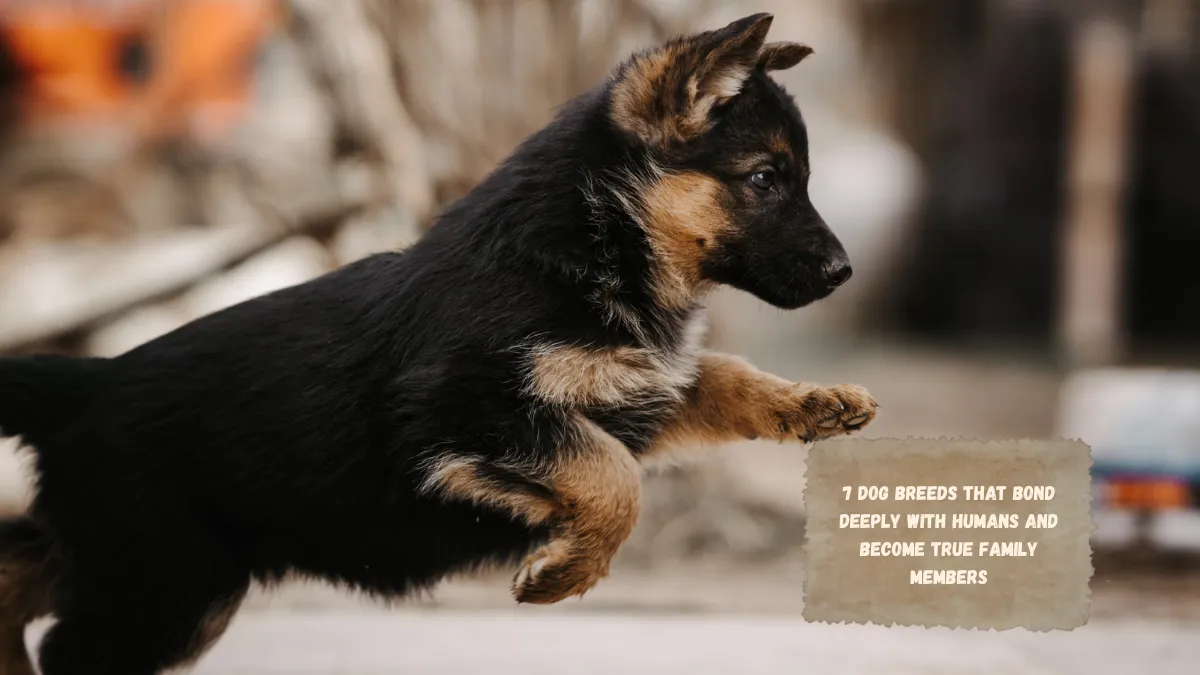 7 Dog Breeds That Bond Deeply with Humans and Become True Family Members