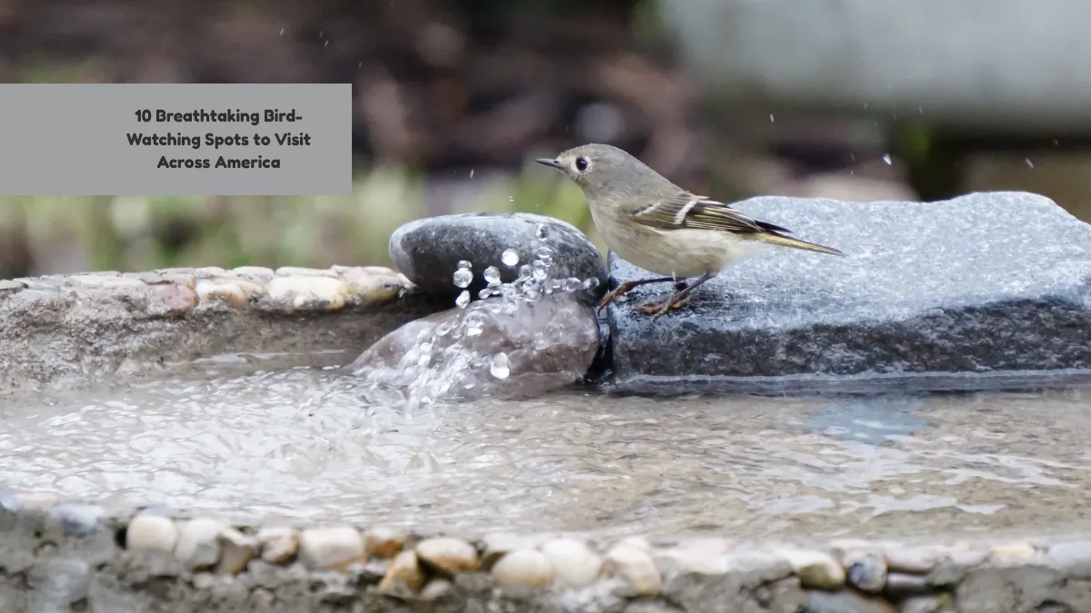 10 Breathtaking Bird-Watching Spots to Visit Across America