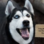 7 Dog Breeds That Are Most Likely to Run Away
