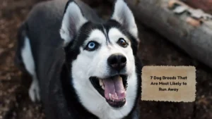 7 Dog Breeds That Are Most Likely to Run Away