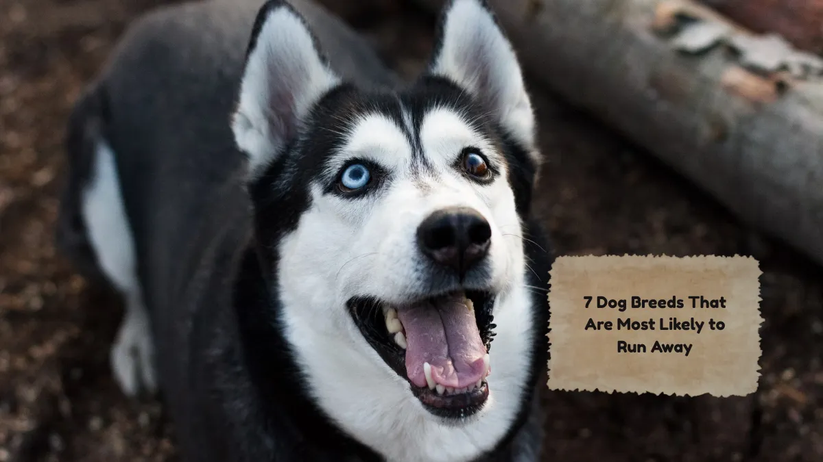 7 Dog Breeds That Are Most Likely to Run Away