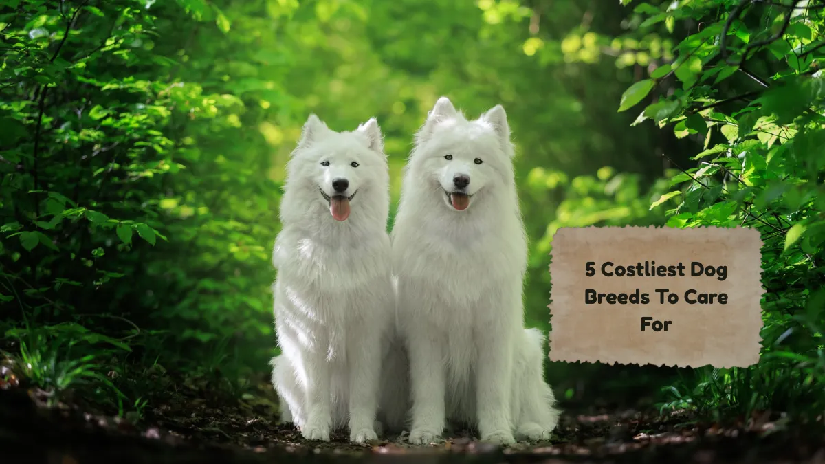 5 Costliest Dog Breeds To Care For